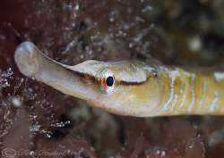 Snake pipefish. Trefor pier. D200,2x converter, close up ... by Derek Haslam 